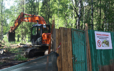 В сыктывкарском сквере в микрорайоне Строитель вырубят более 100 деревьев и кустов
