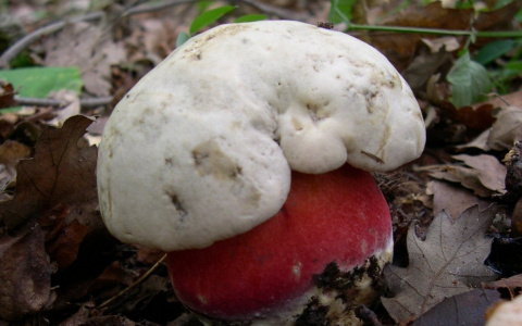 Тест портала PG11.ru для сыктывкарцев: угадайте, какие грибы можно есть
