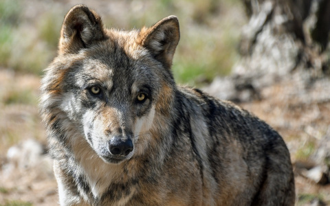 Жители Коми о трагедии с девочкой, которую загрыз волк: «Пока не сожрут, никому и дела нет»