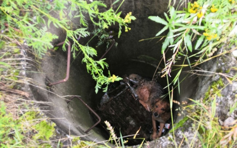 В Коми неизвестные оставили двух собак умирать в заброшенном колодце (фото)