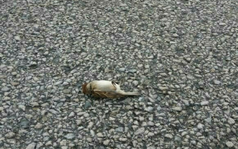 Жители Коми о стае мертвых птиц в одном из районов: «Знамение апокалипсиса»