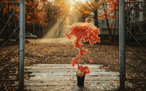 Фото дня в Сыктывкаре: сказочное дерево в теплых лучах осеннего солнца