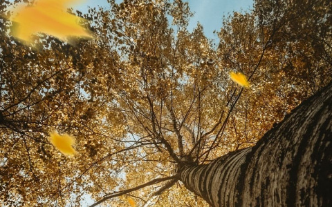 Фото дня в Сыктывкаре: неповторимая красота осеннего листопада