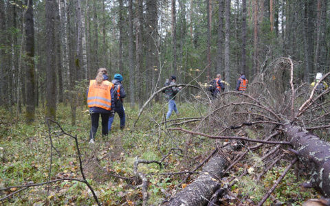 В Сыктывкаре волонтеры «искали» в лесу за Динамо пропавших людей (фото)