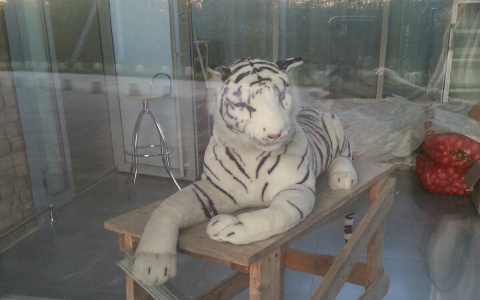 Фото дня в Сыктывкаре: грустный белый тигр на деревянном «троне»