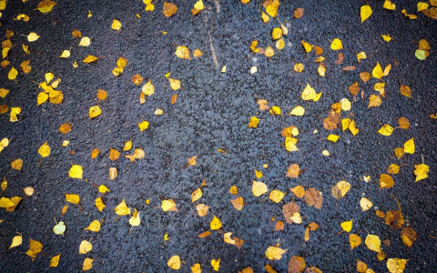 Фото дня в Сыктывкаре: золотые листья на черном холсте асфальта