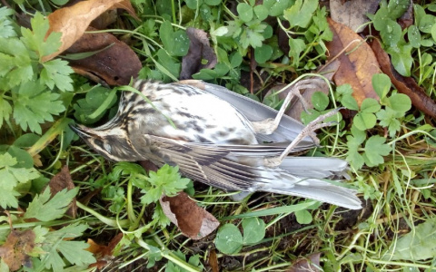 Фото дня: сыктывкарку напугали мертвые птицы на балконе