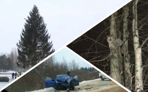 Итоги недели в Коми: установка главной елки, проделки диких зверей и ни дня без аварий