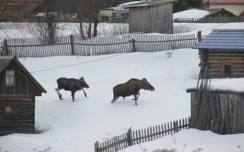 Фото дня: бесстрашные лоси пришли в коми село