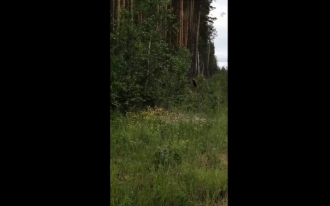 Прямо под Сыктывкаром заметили медведя (видео)