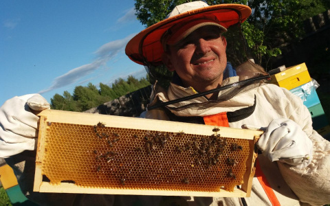 Как сыктывкарцам выбрать натуральный мед: рассказал пчеловод с 12-летним стажем