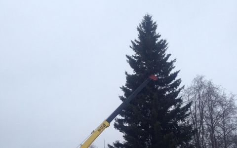 В Коми нашли елку для Стефановской площади (видео)