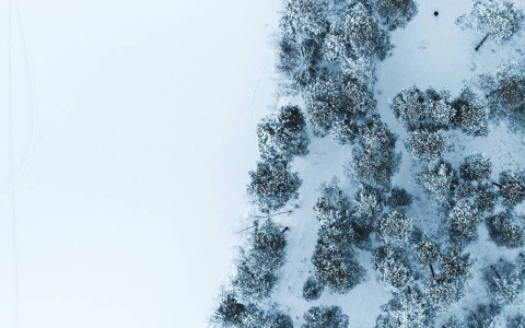 Фото дня от сыктывкарца: сказочный декабрьский лес, каким его видят птицы