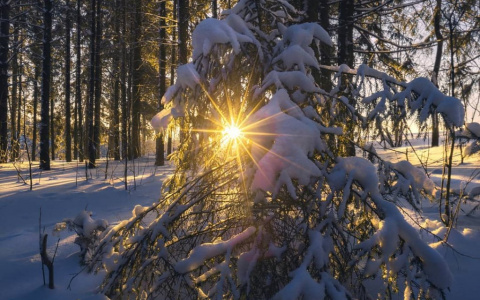 Фото дня в Сыктывкаре: завораживающий рассвет в зимнем лесу