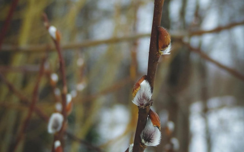 Фото дня в Сыктывкаре: пробуждение природы после зимы